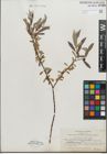 Foto von Salix geyeriana Andersson